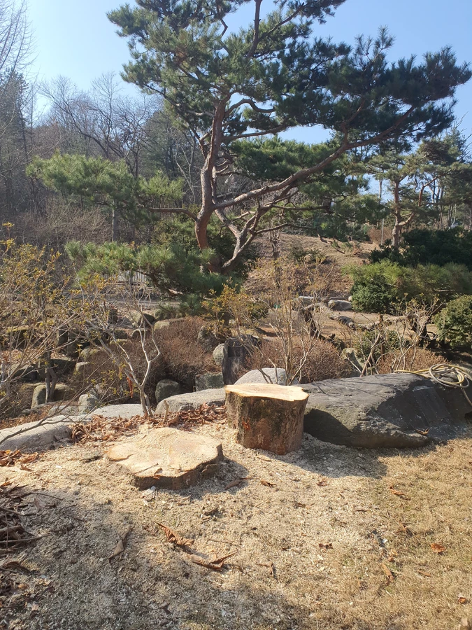 벌목 (위험목, 나무제거, 가지치기, 전정, 뿌리제거)
