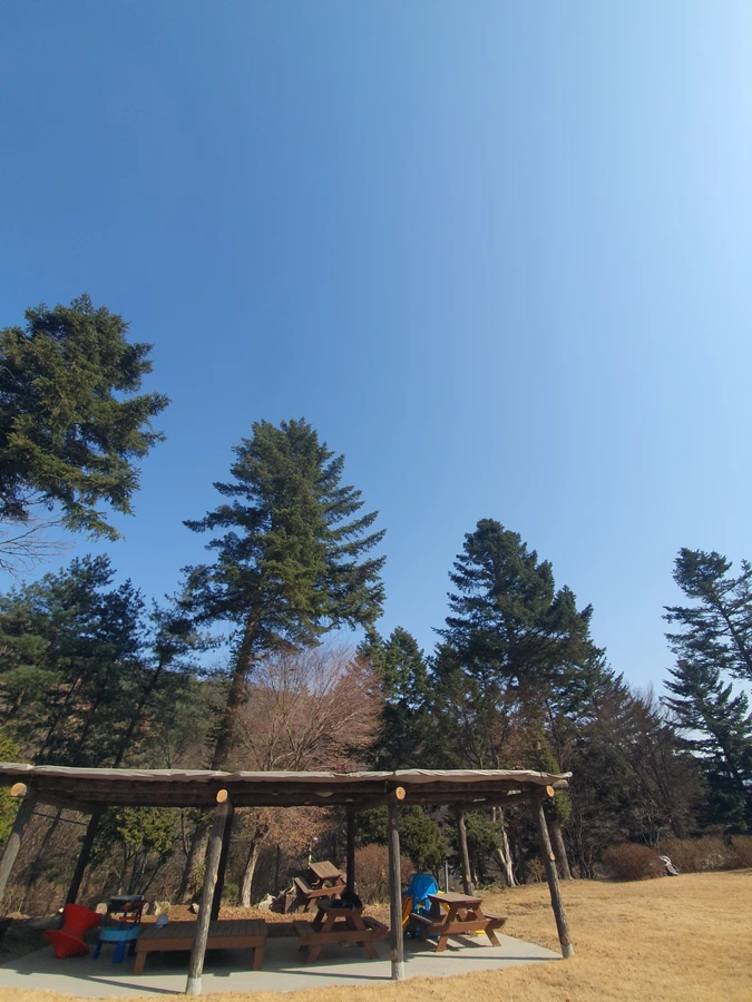 벌목 (위험목, 나무제거, 가지치기, 전정, 뿌리제거)