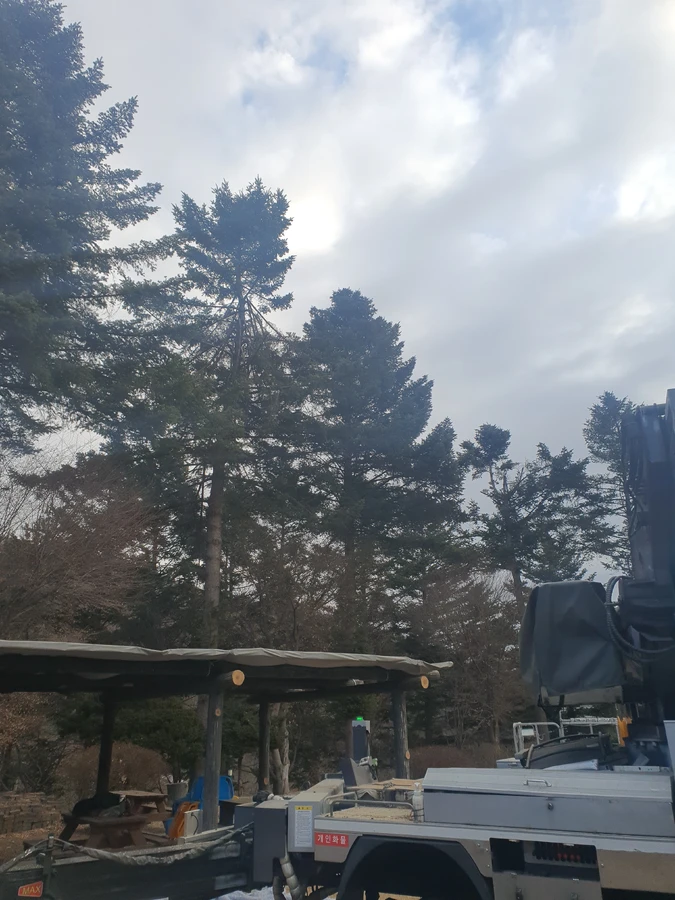 벌목 (위험목, 나무제거, 가지치기, 전정, 뿌리제거)