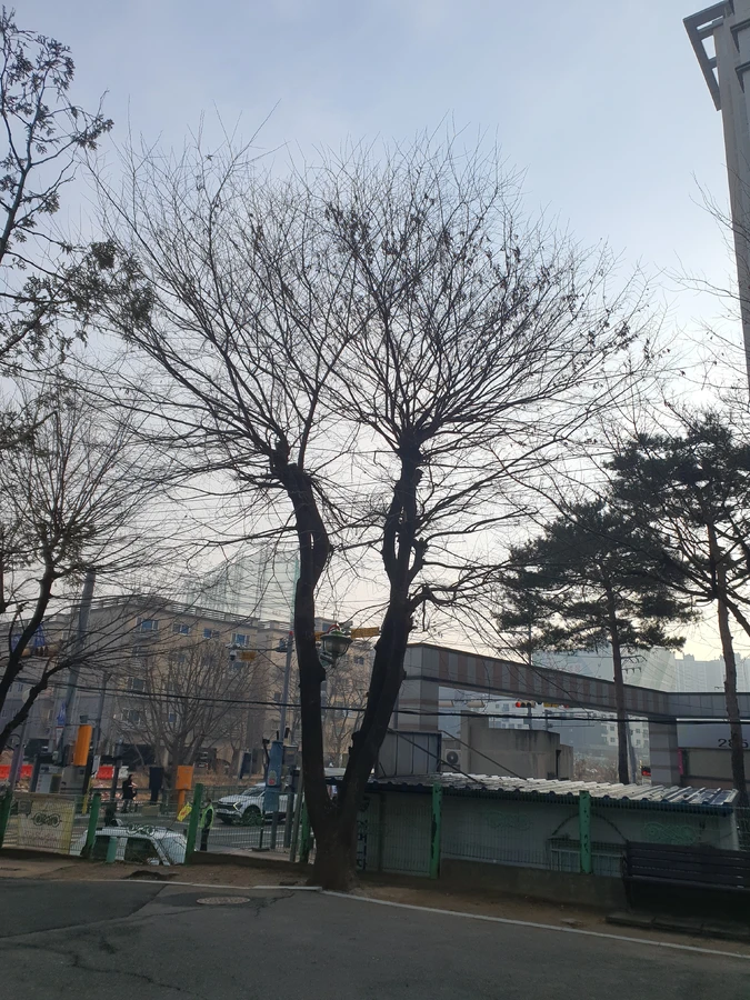 용인 마당나무제거 시공사례