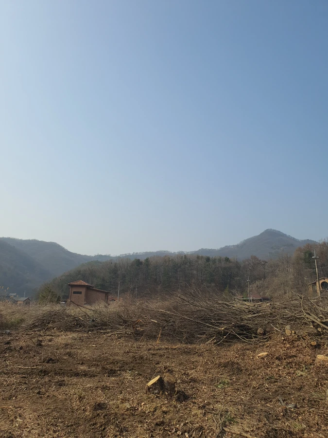 수원 나무 벌목 현장 작업현장