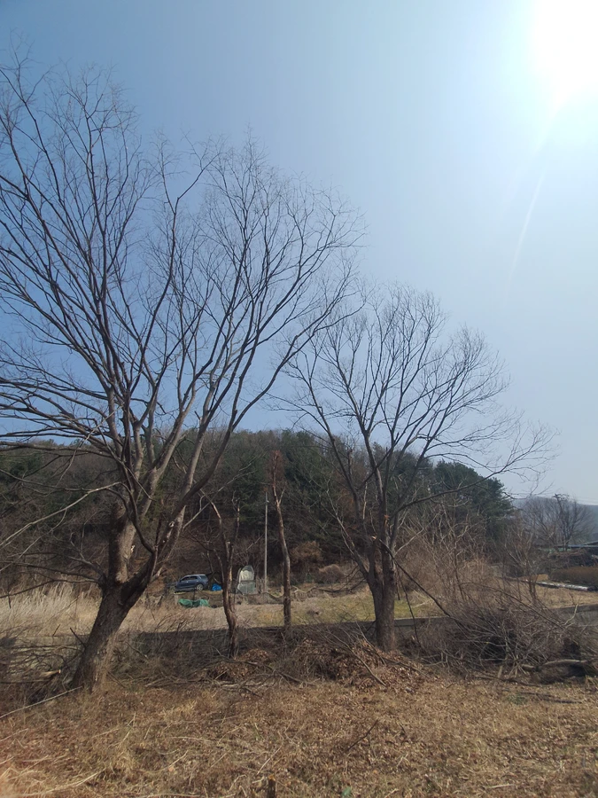 수원 마당나무제거 시공사례