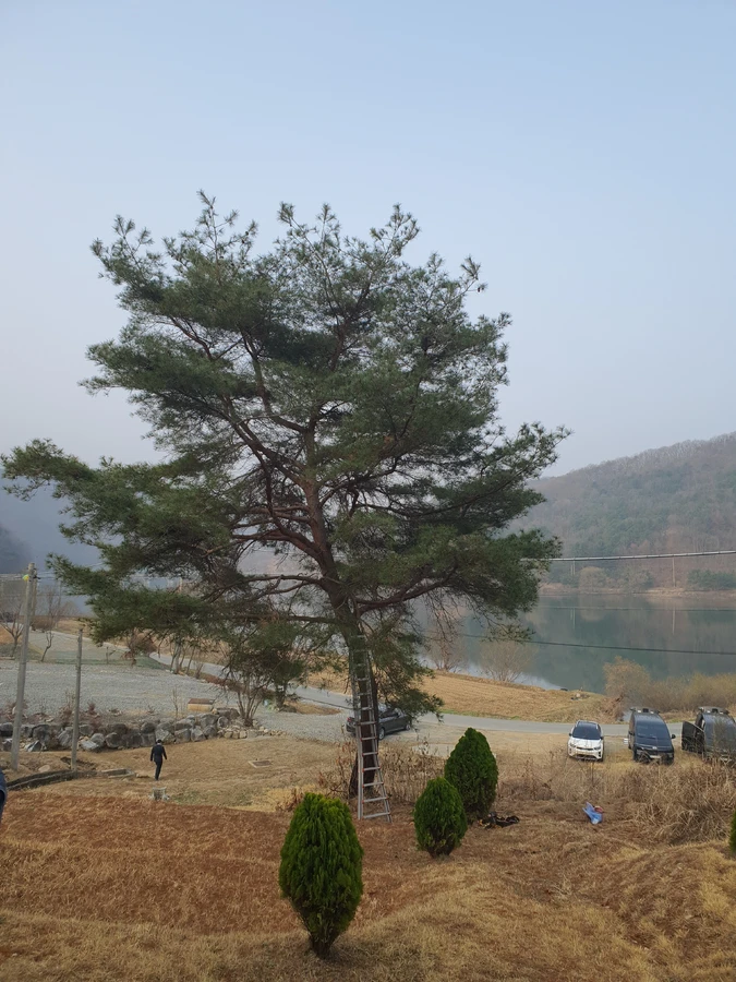 인천 마당나무제거 시공사례