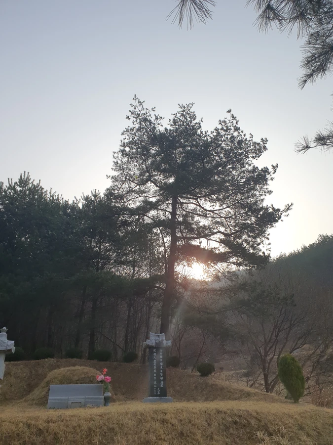 화성 마당 나무 제거 작업현장