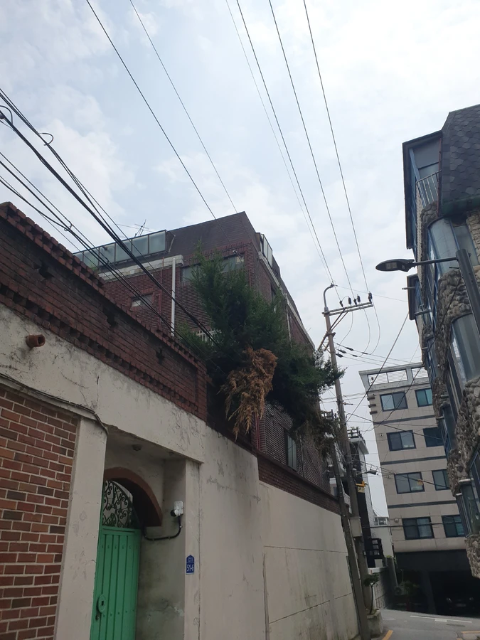건물 인접 나무 제거