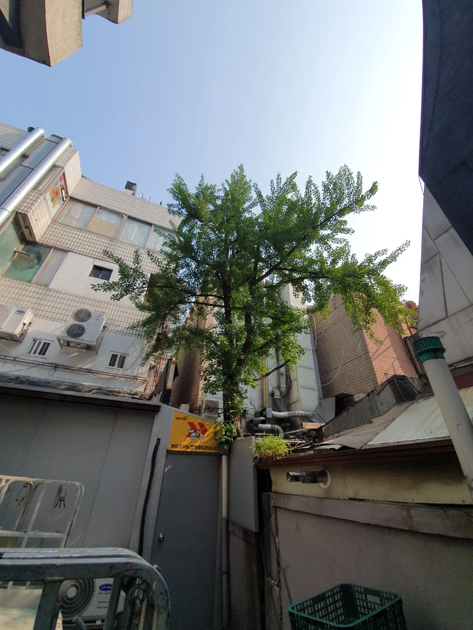 나무 피해 복구 작업