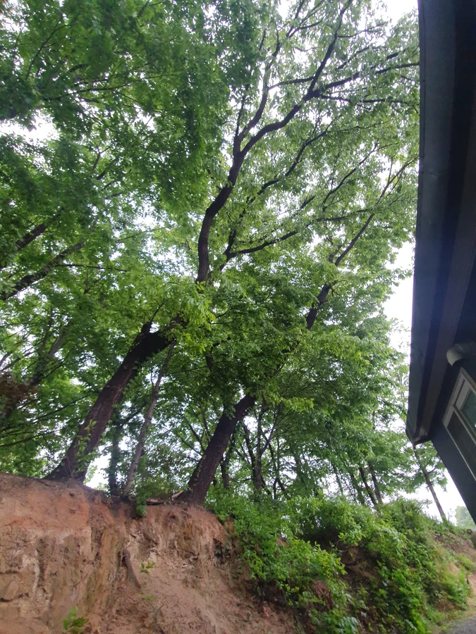 장마철 나무 긴급 제거
