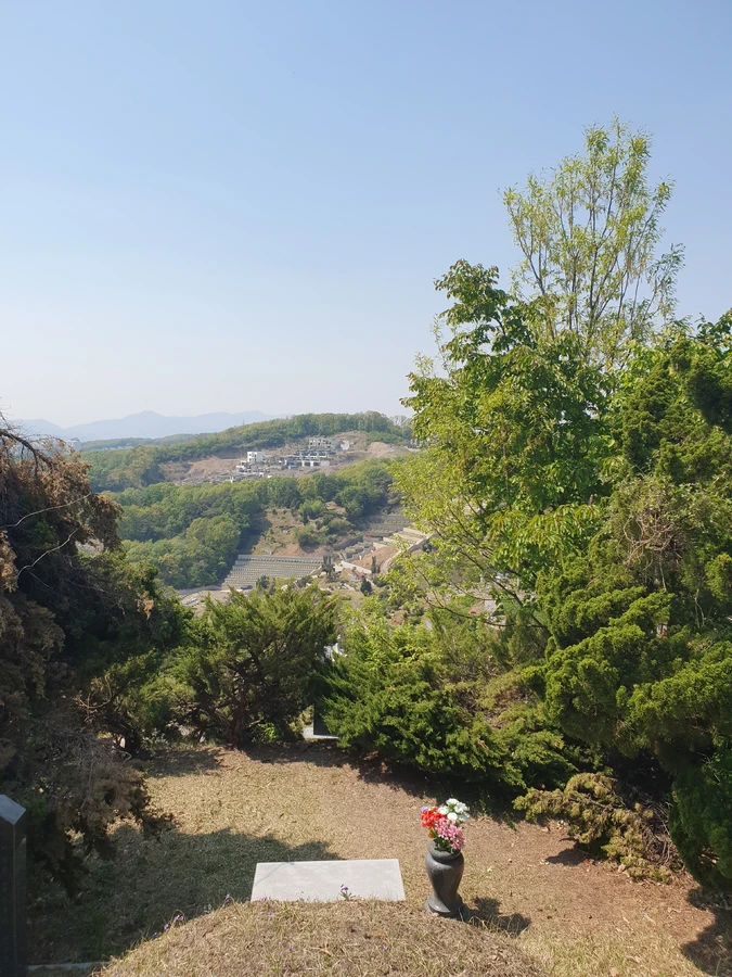 나무 제거 후 정리