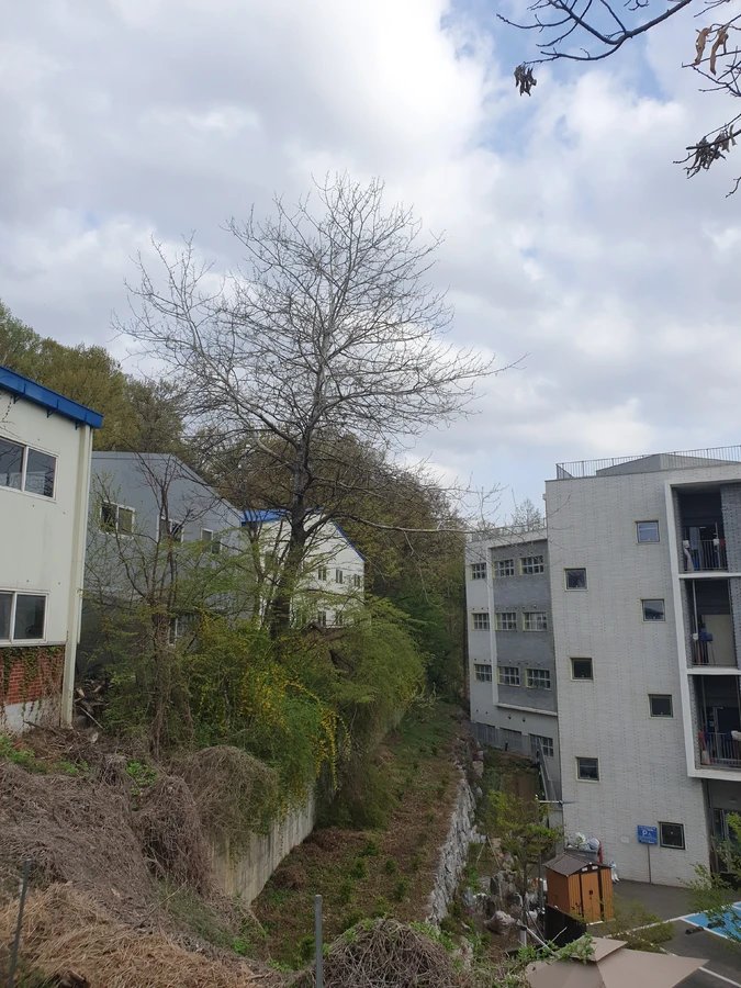 나무 절단 작업 현장