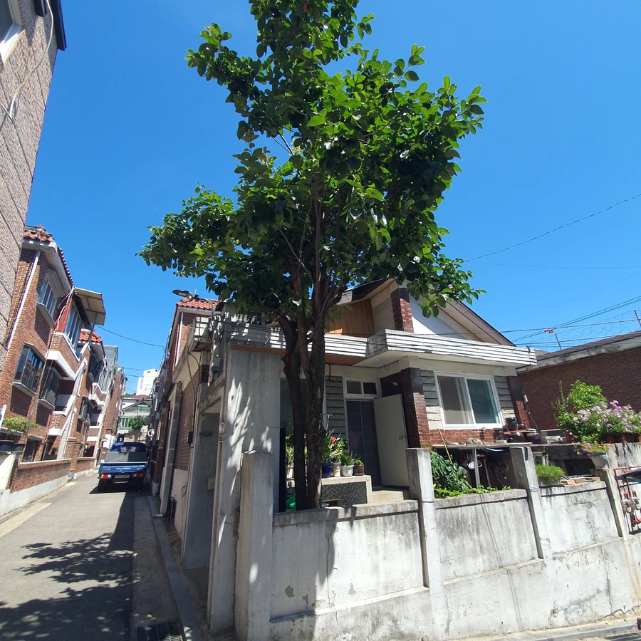 고사목 안전 처리