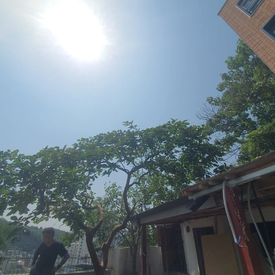 벌목 (위험목, 나무제거, 가지치기, 전정, 뿌리제거)