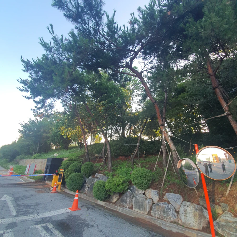 벌목 (위험목, 나무제거, 가지치기, 전정, 뿌리제거)