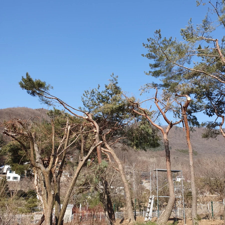 조경 (나무식재, 나무이식, 화단정리, 화단조성)