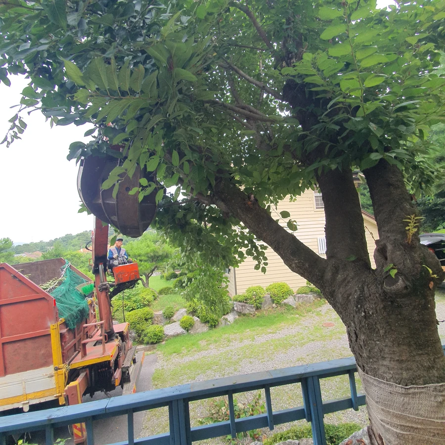 벌목 (위험목, 나무제거, 가지치기, 전정, 뿌리제거)