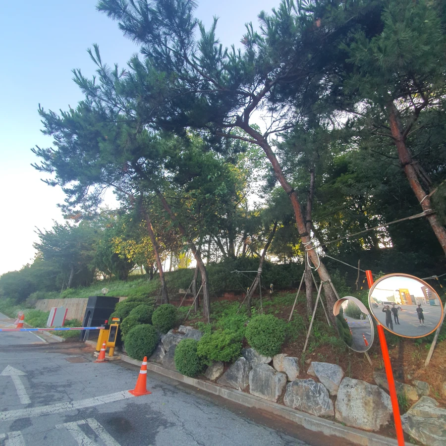 벌목 (위험목, 나무제거, 가지치기, 전정, 뿌리제거)