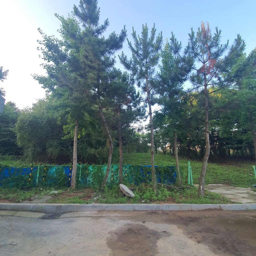 벌목 (위험목, 나무제거, 가지치기, 전정, 뿌리제거)
