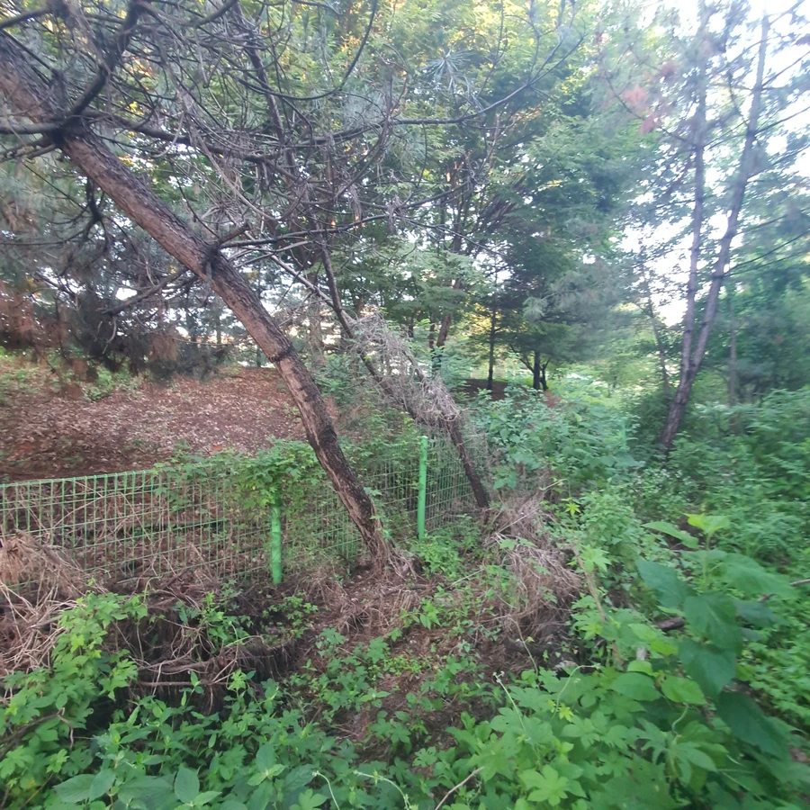 벌목 (위험목, 나무제거, 가지치기, 전정, 뿌리제거)