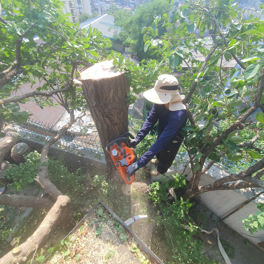 벌목 (위험목, 나무제거, 가지치기, 전정, 뿌리제거)