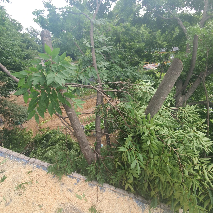 벌목 (위험목, 나무제거, 가지치기, 전정, 뿌리제거)