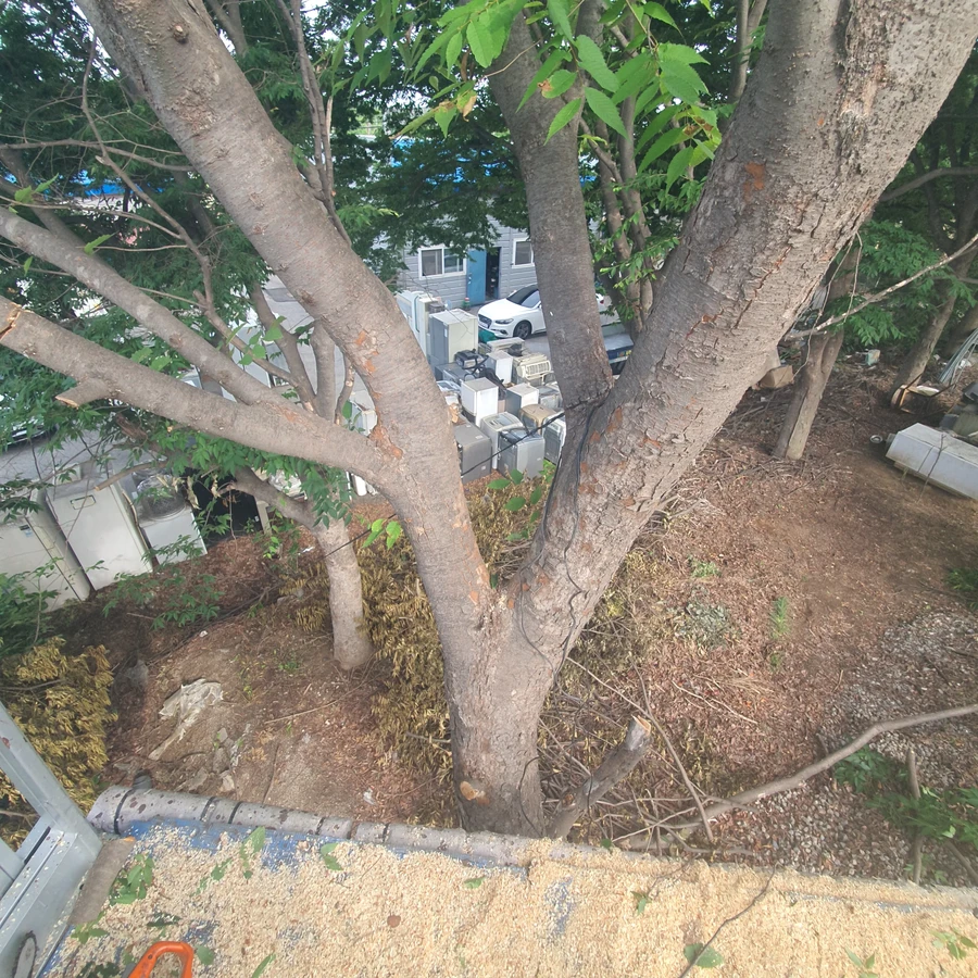 벌목 (위험목, 나무제거, 가지치기, 전정, 뿌리제거)