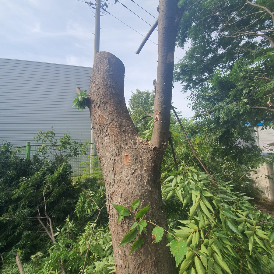 벌목 (위험목, 나무제거, 가지치기, 전정, 뿌리제거)