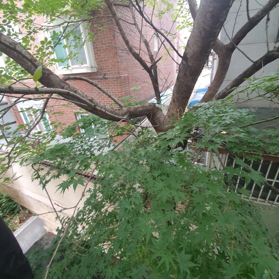 벌목 (위험목, 나무제거, 가지치기, 전정, 뿌리제거)