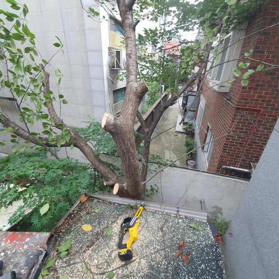 벌목 (위험목, 나무제거, 가지치기, 전정, 뿌리제거)