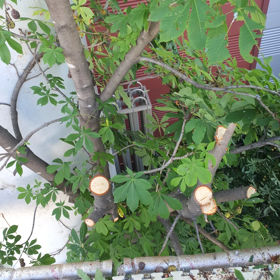 벌목 (위험목, 나무제거, 가지치기, 전정, 뿌리제거)