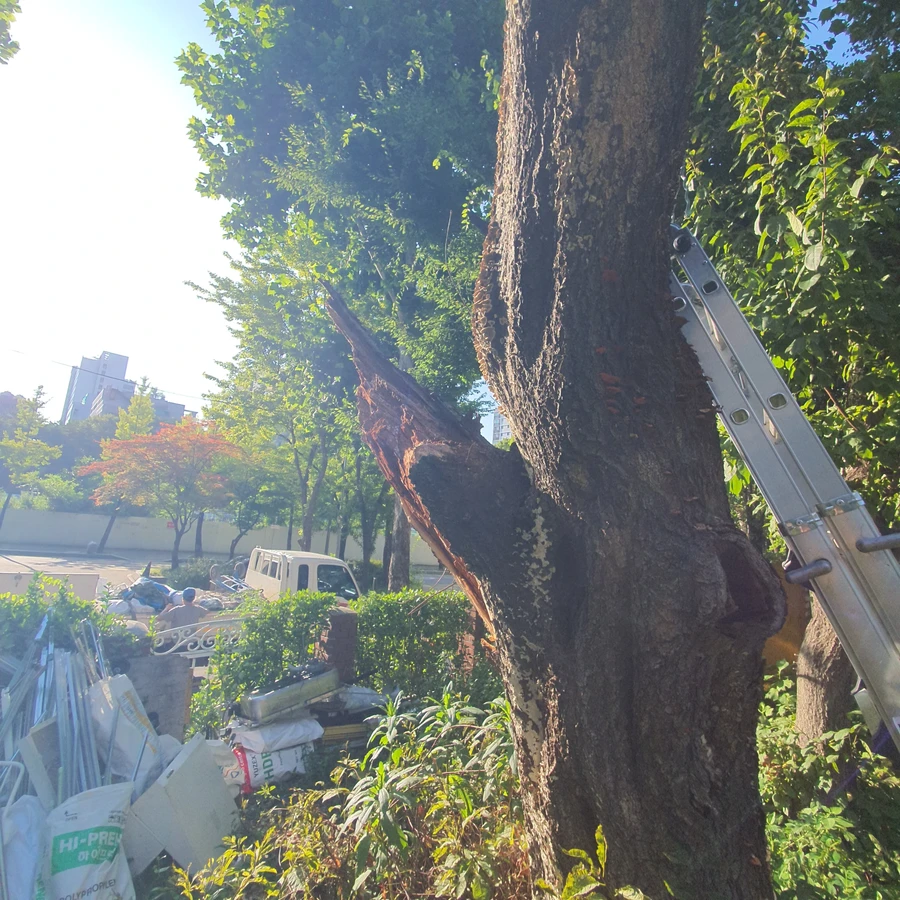 벌목 (위험목, 나무제거, 가지치기, 전정, 뿌리제거)