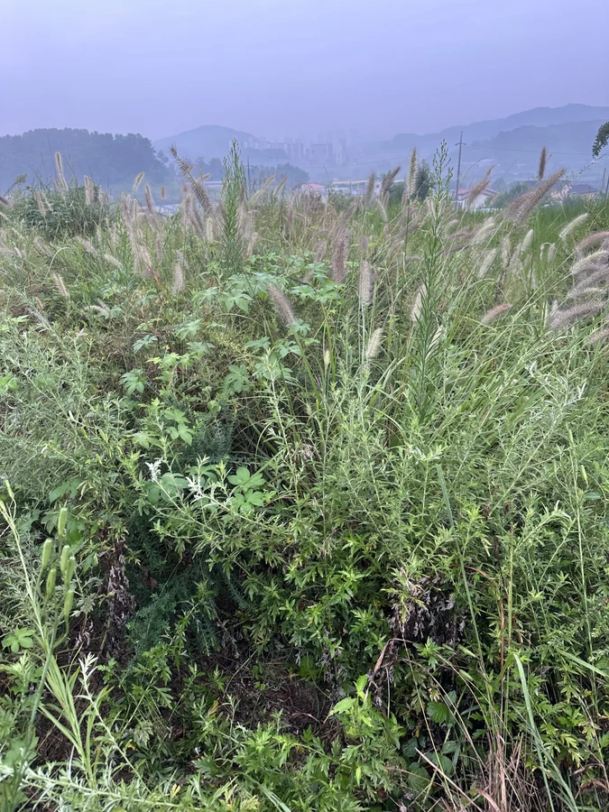벌목,벌초