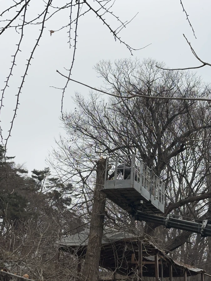 벌목,벌초