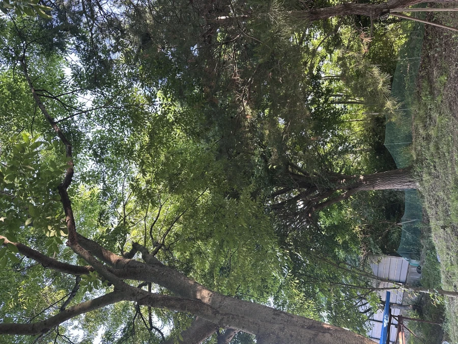 벌목,벌초