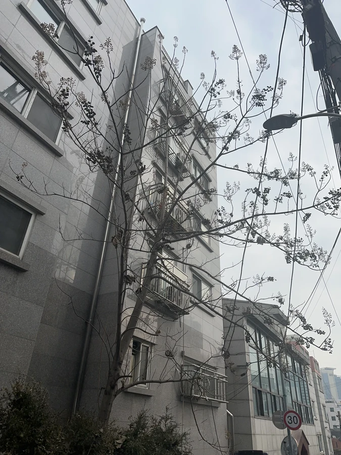 벌목,벌초