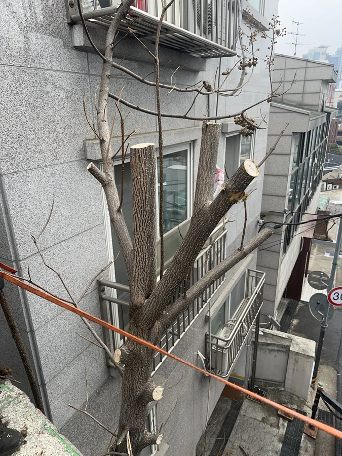 벌목,벌초