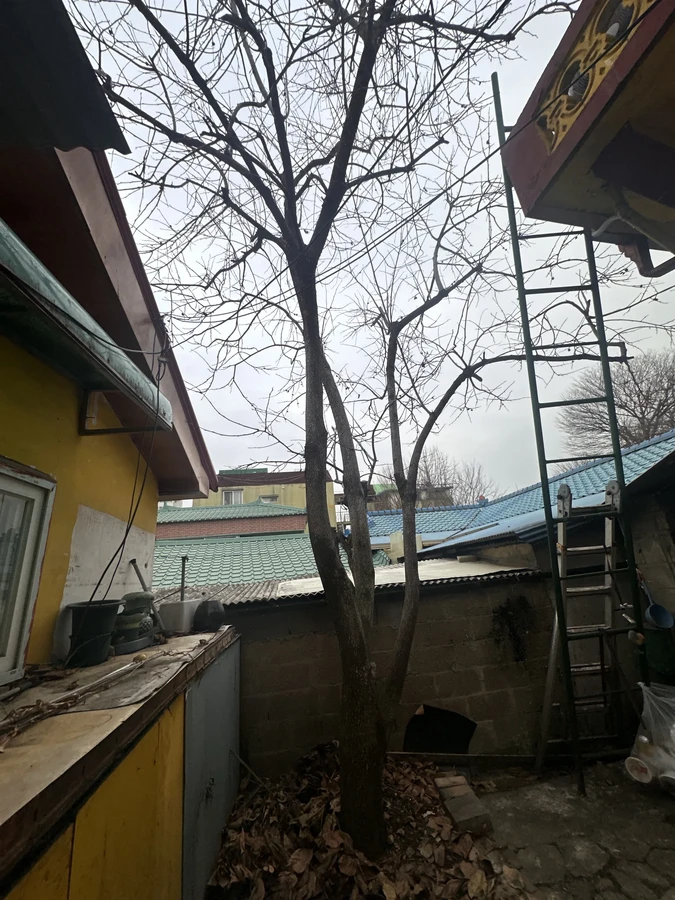 벌목,벌초