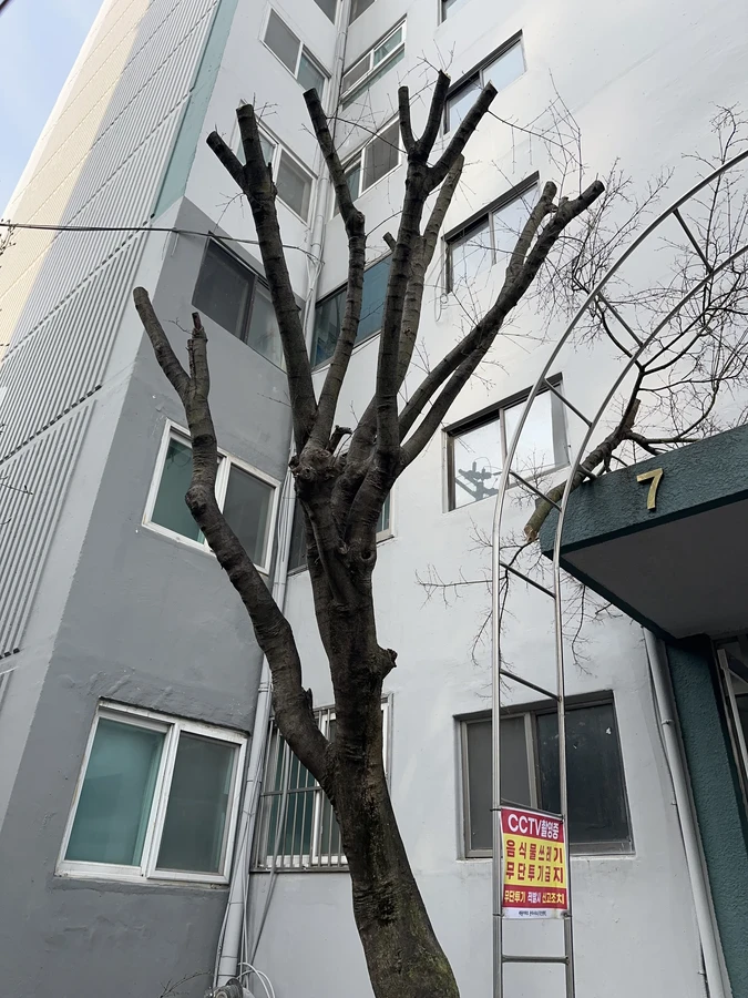 벌목,벌초
