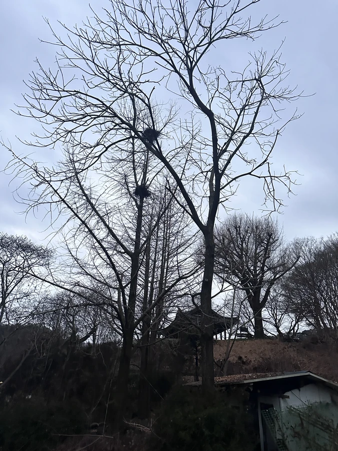 벌목,벌초