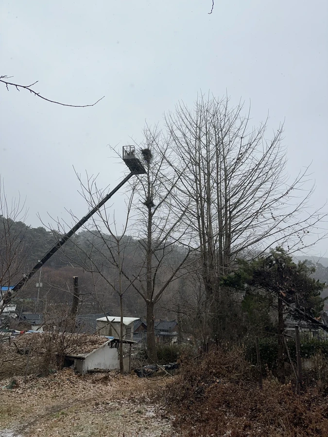 벌목,벌초