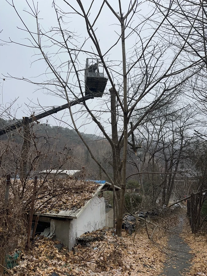 벌목,벌초