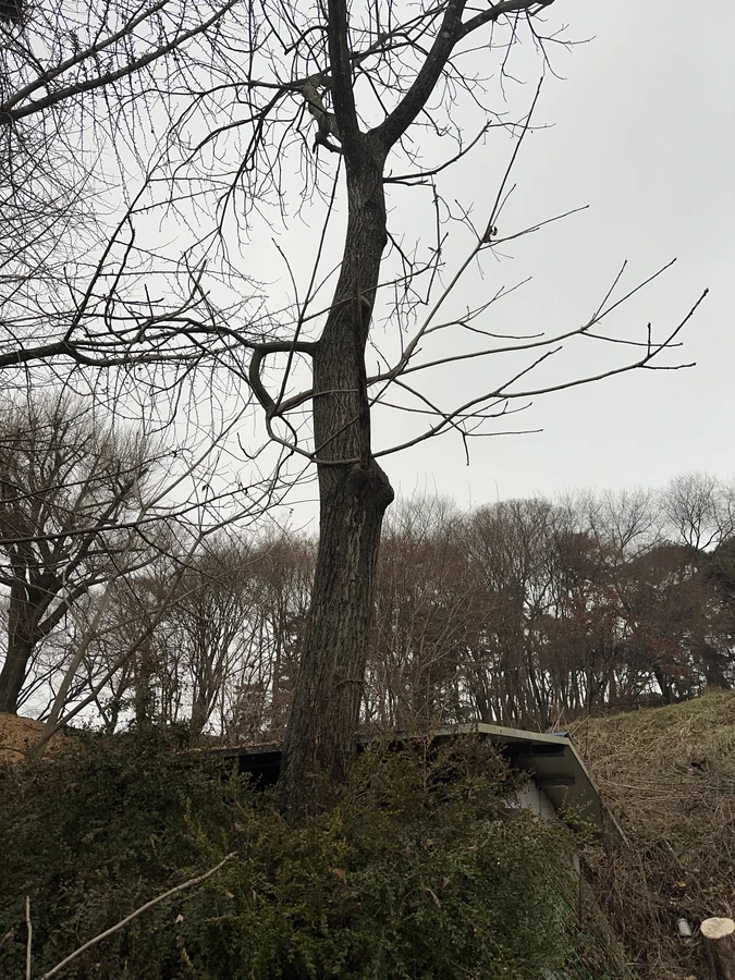 벌목,벌초
