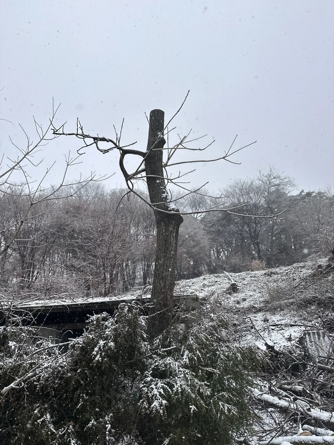 벌목,벌초