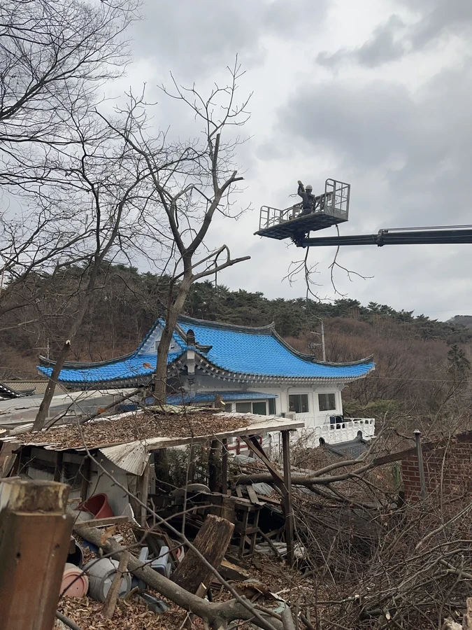 벌목,벌초