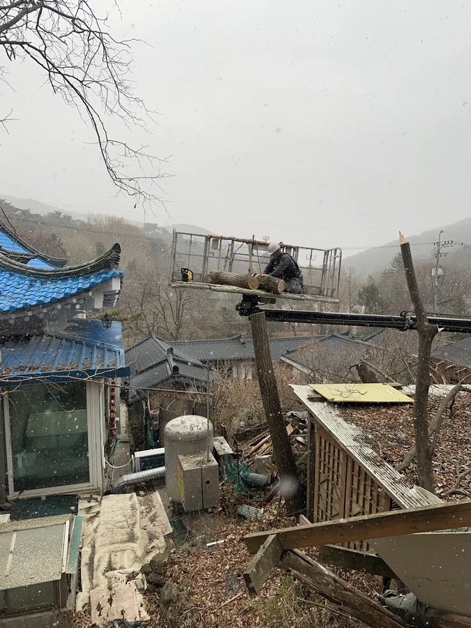 벌목,벌초