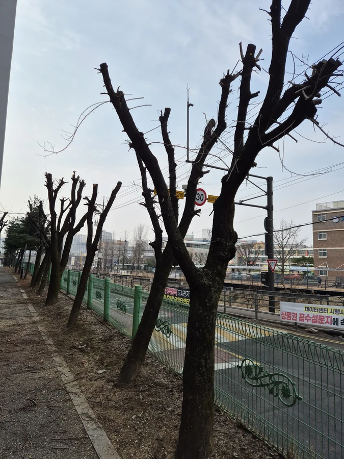 벌목,벌초