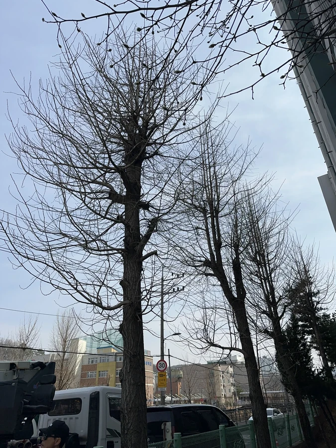 벌목,벌초