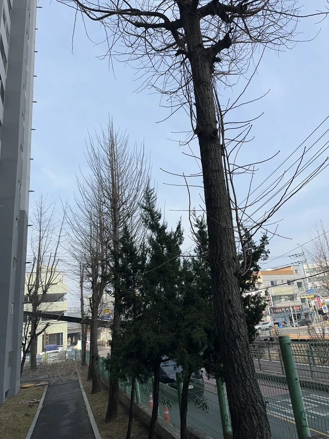 벌목,벌초