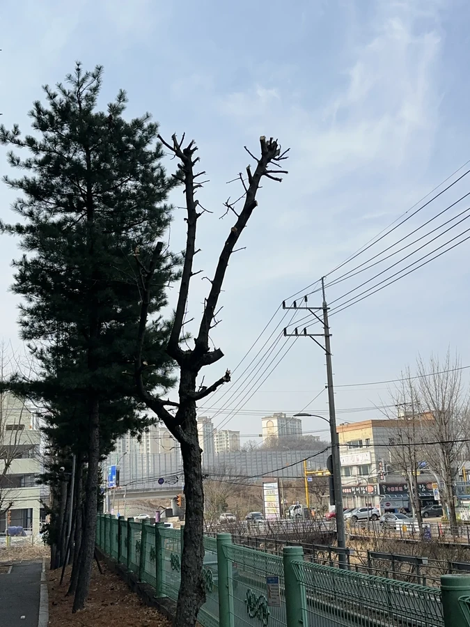 벌목,벌초