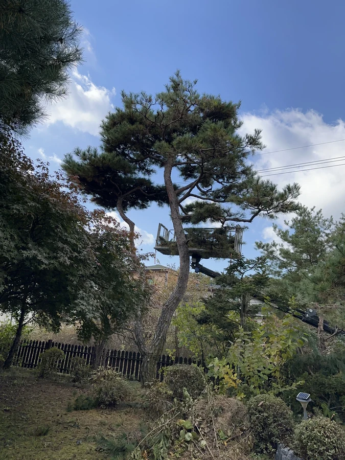 벌목,벌초