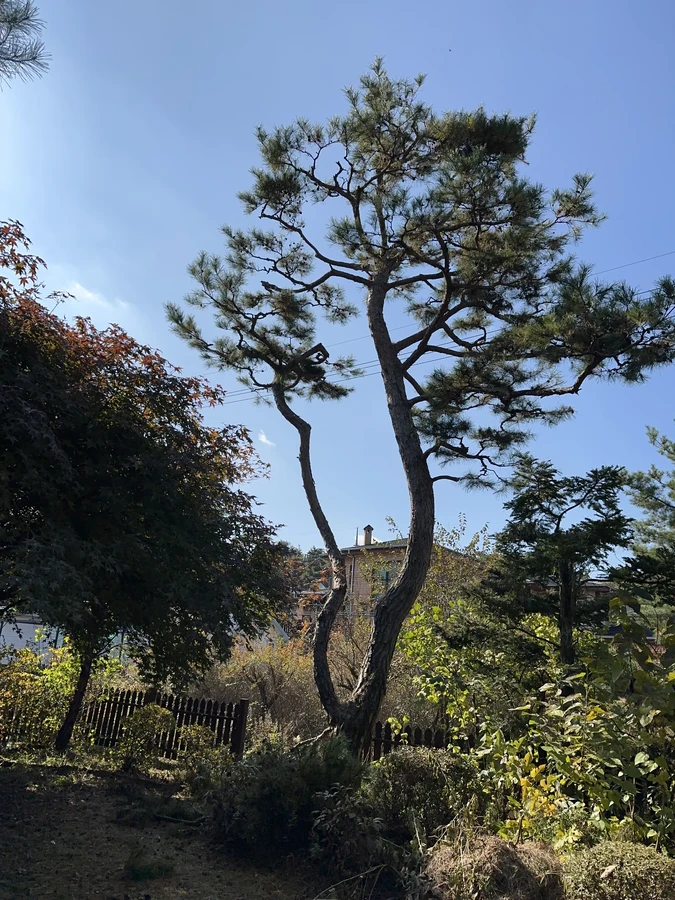 벌목,벌초