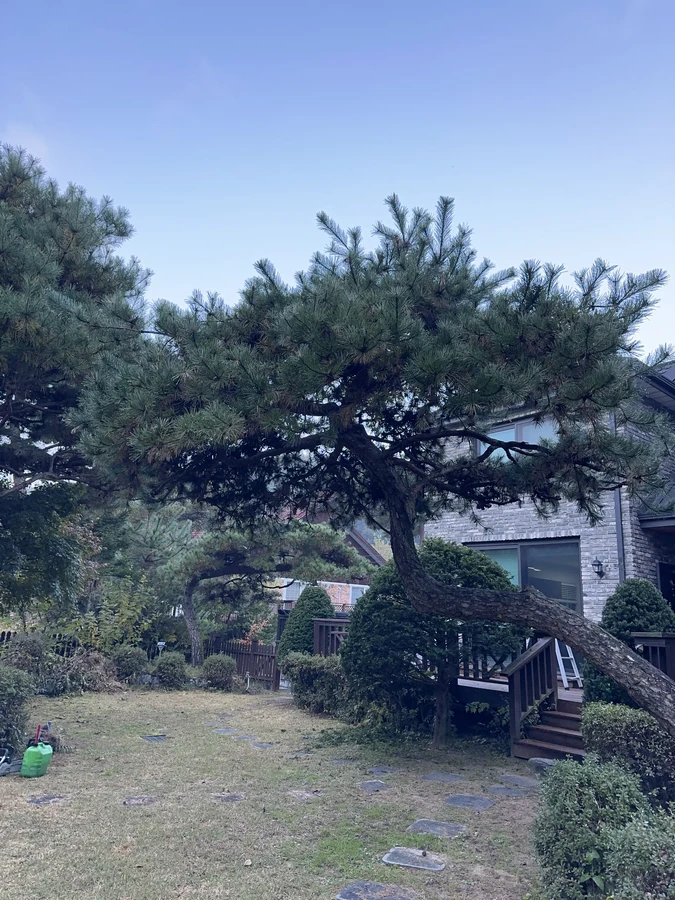 벌목,벌초